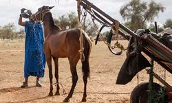 Africa Climate Mobility Initiative (ACMI)